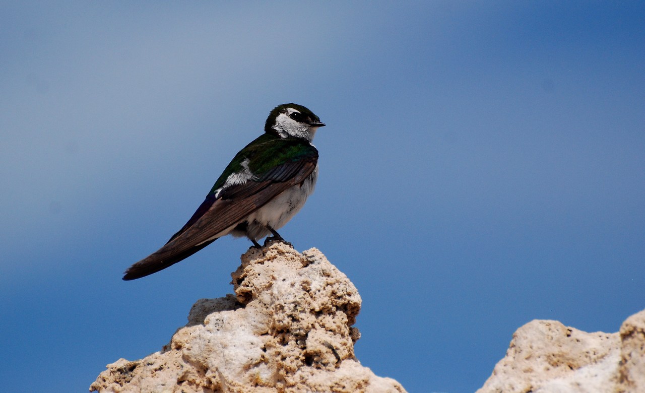 Tachycineta thalassina Tachycineta thalassina